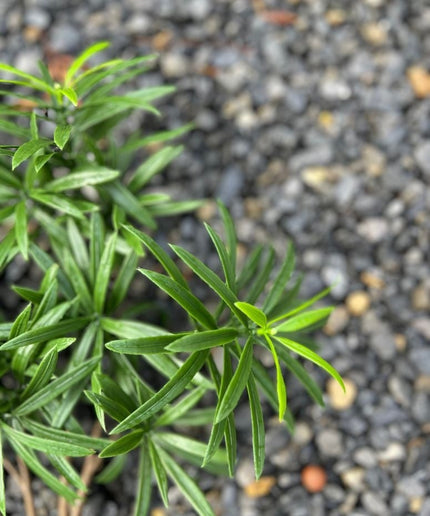 LeopoldFlora Podocarpus kunstboeket 40 cm UV