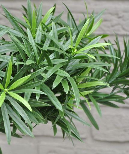 LeopoldFlora Podocarpus kunstboeket 50 cm UV