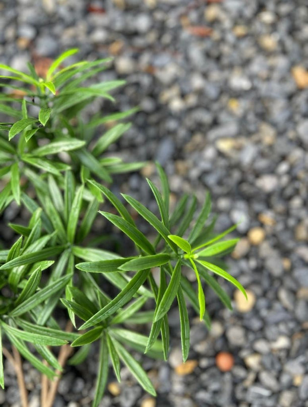 LeopoldFlora Podocarpus kunstboeket 50 cm UV