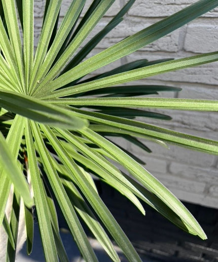 LeopoldFlora Raphis kunstpalm boeket 60 cm UV