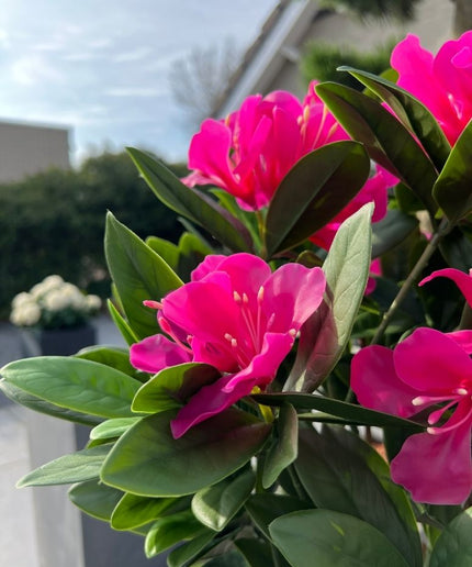 LeopoldFlora Rhododendron Kunstplant 55cm Roze UV