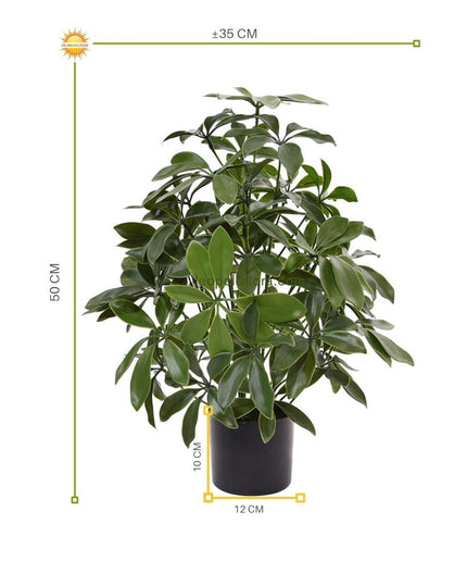 LeopoldFlora Tropische  kunstplant Schefflera 50 UV