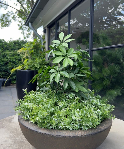 LeopoldFlora Tropische  kunstplant Schefflera 50 UV