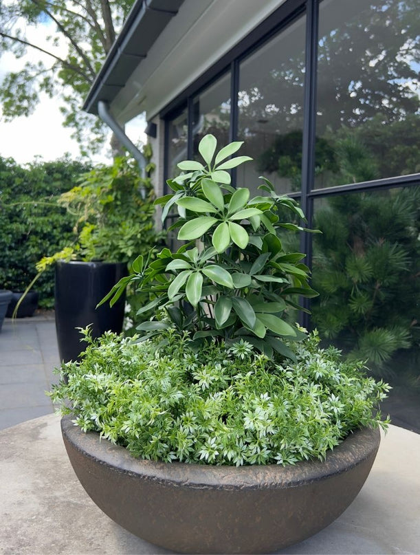 LeopoldFlora Tropische  kunstplant Schefflera 50 UV