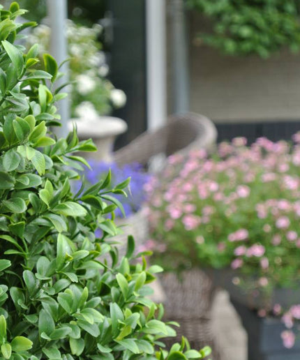 LeopoldFlora UV Buxus Bol 60