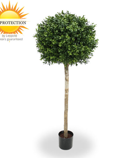 LeopoldFlora UV Buxus Bol op stam 110 cm