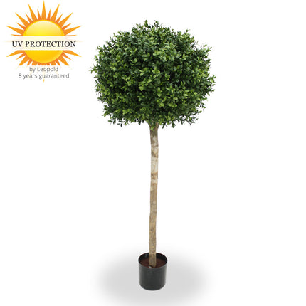 LeopoldFlora UV Buxus Bol op stam 110 cm