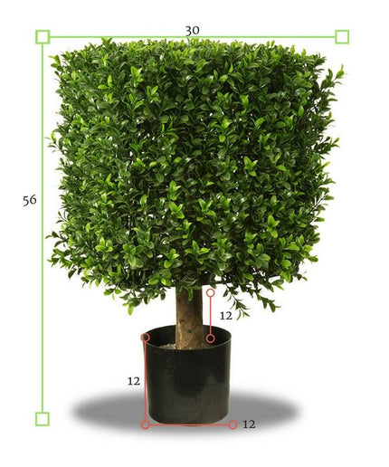 LeopoldFlora UV Buxus Kubus 30 cm
