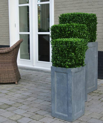 LeopoldFlora UV Buxus Kubus 40 cm