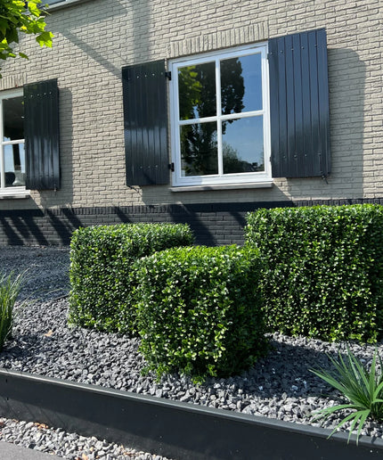 LeopoldFlora UV Buxus Kubus 40 cm