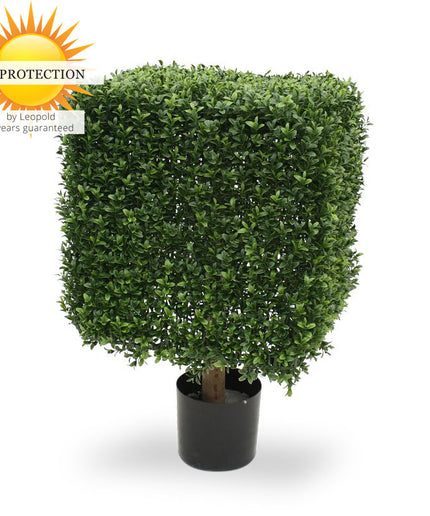 LeopoldFlora UV Buxus kubus 50 cm