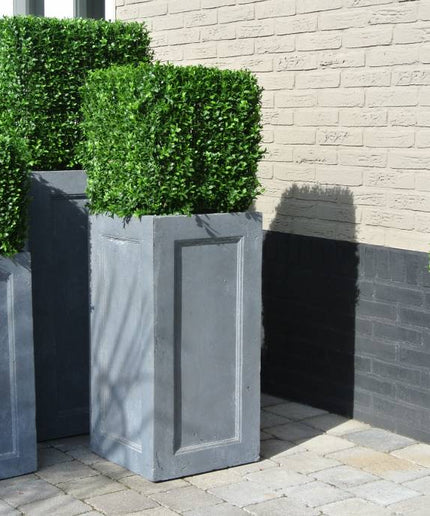 LeopoldFlora UV Buxus kubus 50 cm