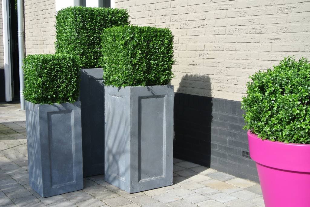 LeopoldFlora UV Buxus kubus 50 cm