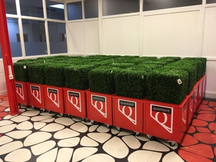 LeopoldFlora UV Buxus kubus 50 cm