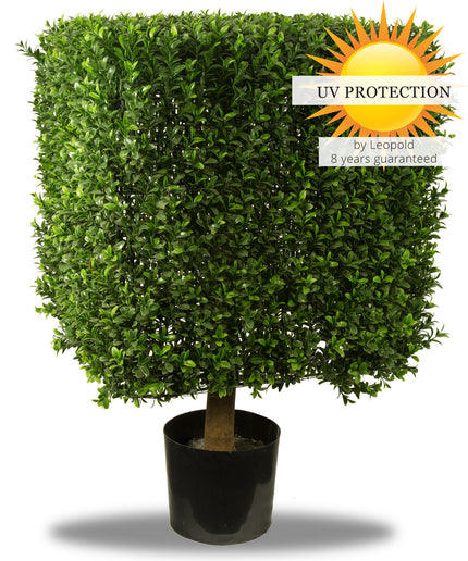 LeopoldFlora UV Buxus kubus 50 cm