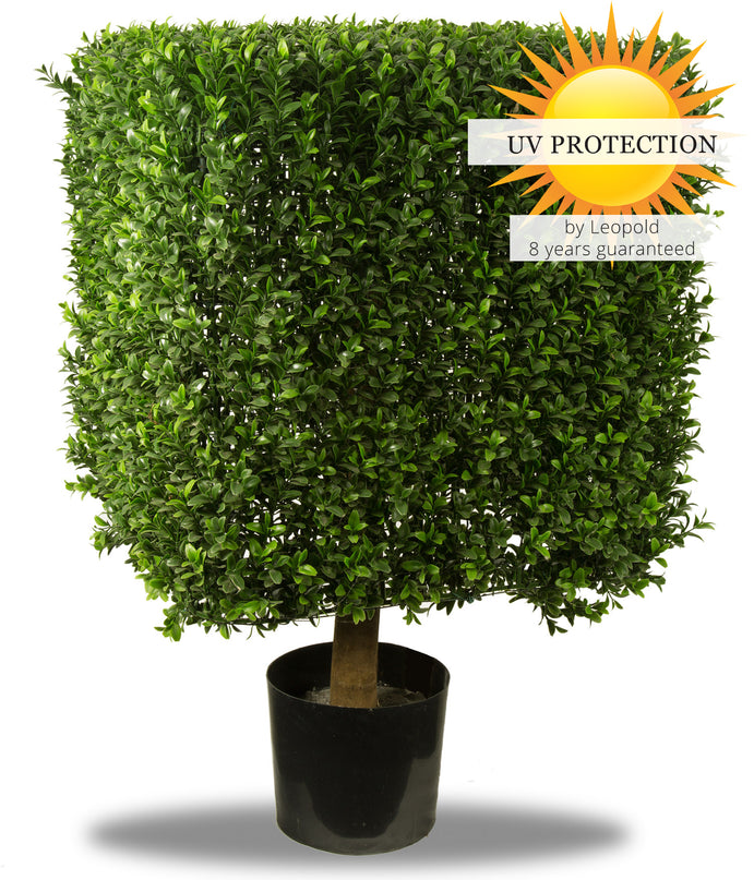 LeopoldFlora UV Buxus kubus 50 cm