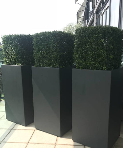 LeopoldFlora UV Buxus kubus 50 cm