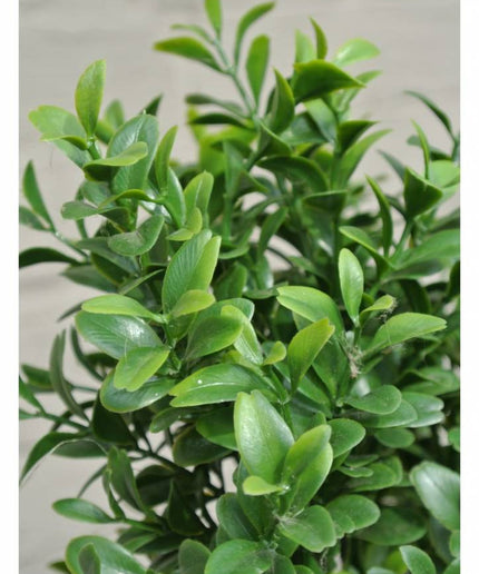 LeopoldFlora UV Buxus Pyramide 140 cm