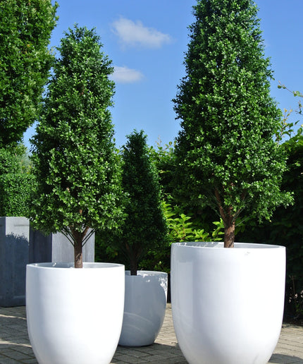 LeopoldFlora UV Buxus Pyramide 170 cm