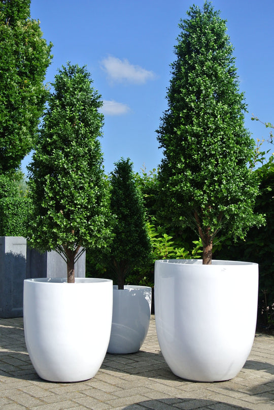 LeopoldFlora UV Buxus Pyramide 170 cm