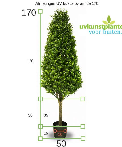 LeopoldFlora UV Buxus Pyramide 170 cm