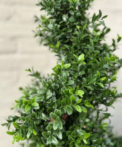 LeopoldFlora UV Buxus Spiraal 100 cm