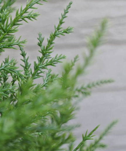 LeopoldFlora UV Kunst Conifeer 100 cm