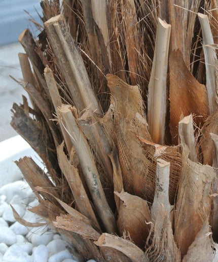 LeopoldFlora UV Kunstpalm Phoenix 170