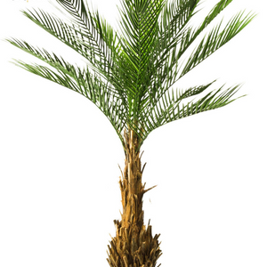 LeopoldFlora UV Kunstpalm Phoenix 170