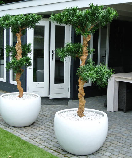 LeopoldFlora UV Podocarpus Bonsai 160cm