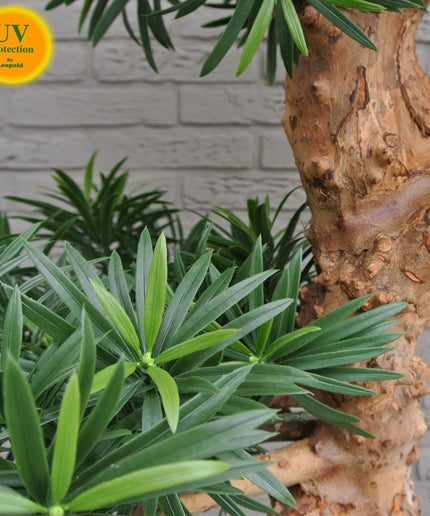 LeopoldFlora UV Podocarpus Bonsai 160cm