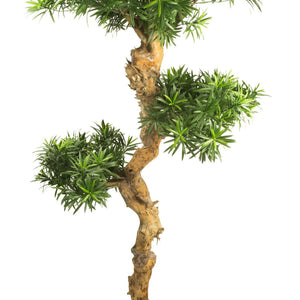 LeopoldFlora UV Podocarpus Bonsai 160cm