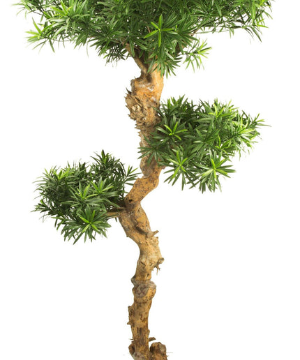 LeopoldFlora UV Podocarpus Bonsai 160cm