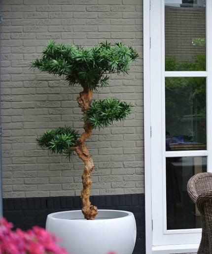 LeopoldFlora UV Podocarpus Bonsai 160cm