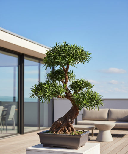 Deluxe kunstplant Podocarpus Bonsai x5 UV