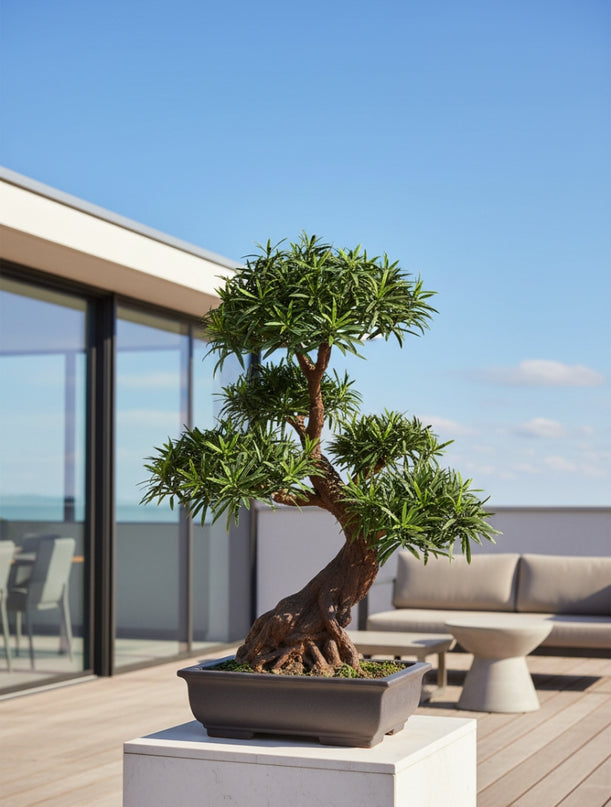 Deluxe kunstplant Podocarpus Bonsai x5 UV